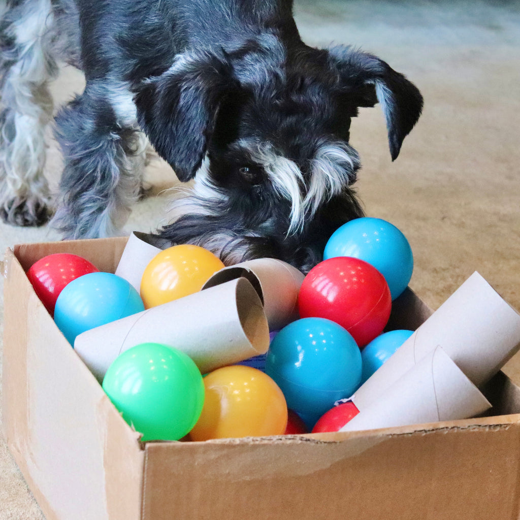 What Is Canine Enrichment, and why does it matter? Moo Moo and Bear