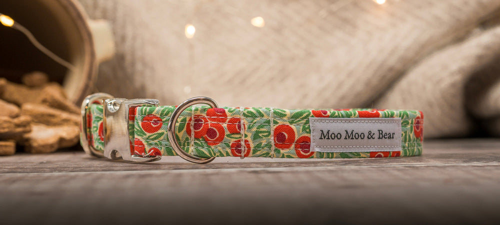 Christmas Collars & leads