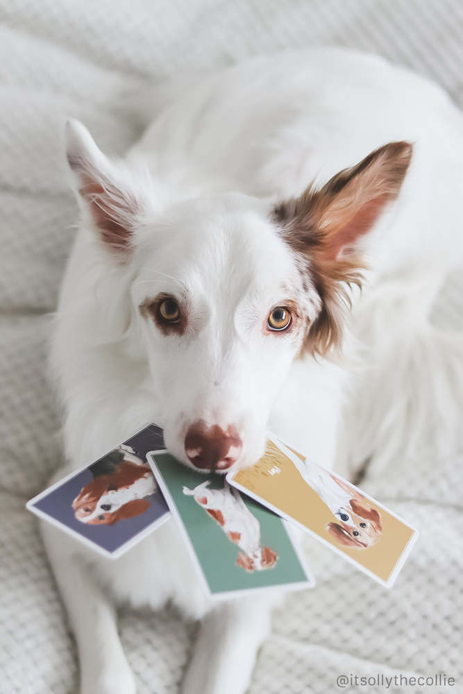 CALM DOG GAMES DECK OF CARDS FOR DOG ENRICHMENT